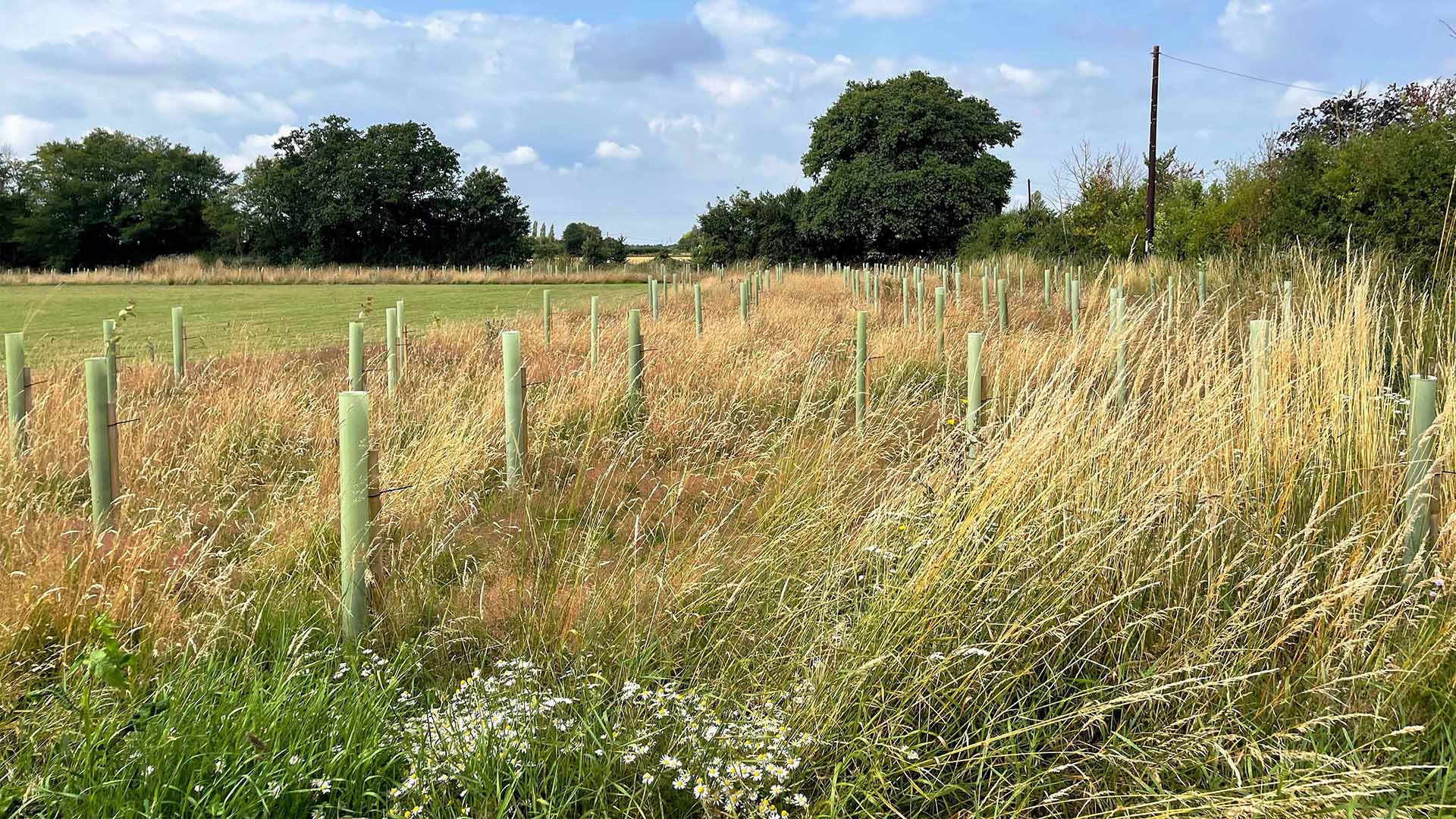 Trees planted at Kings Farm, Pebmarsh